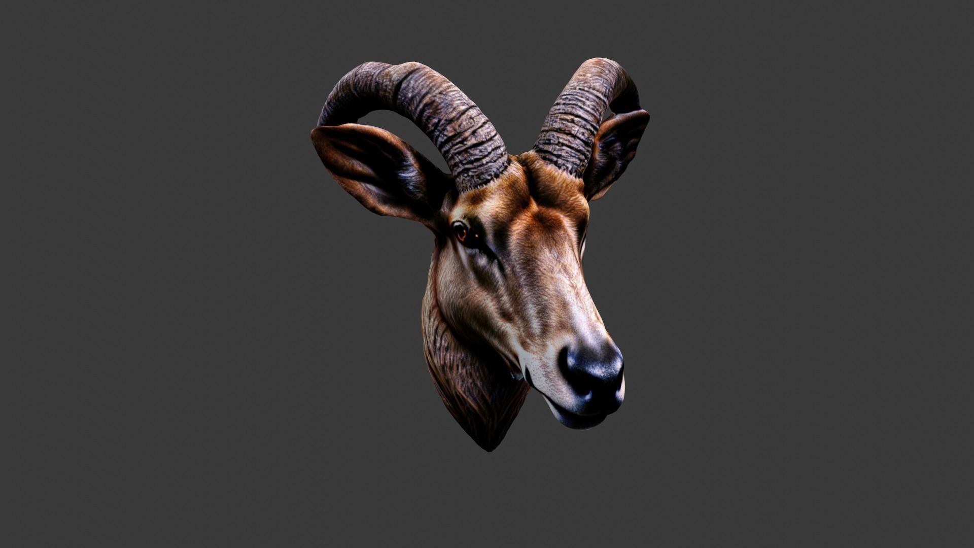 Deer Animal Head Low-poly 3D model_4