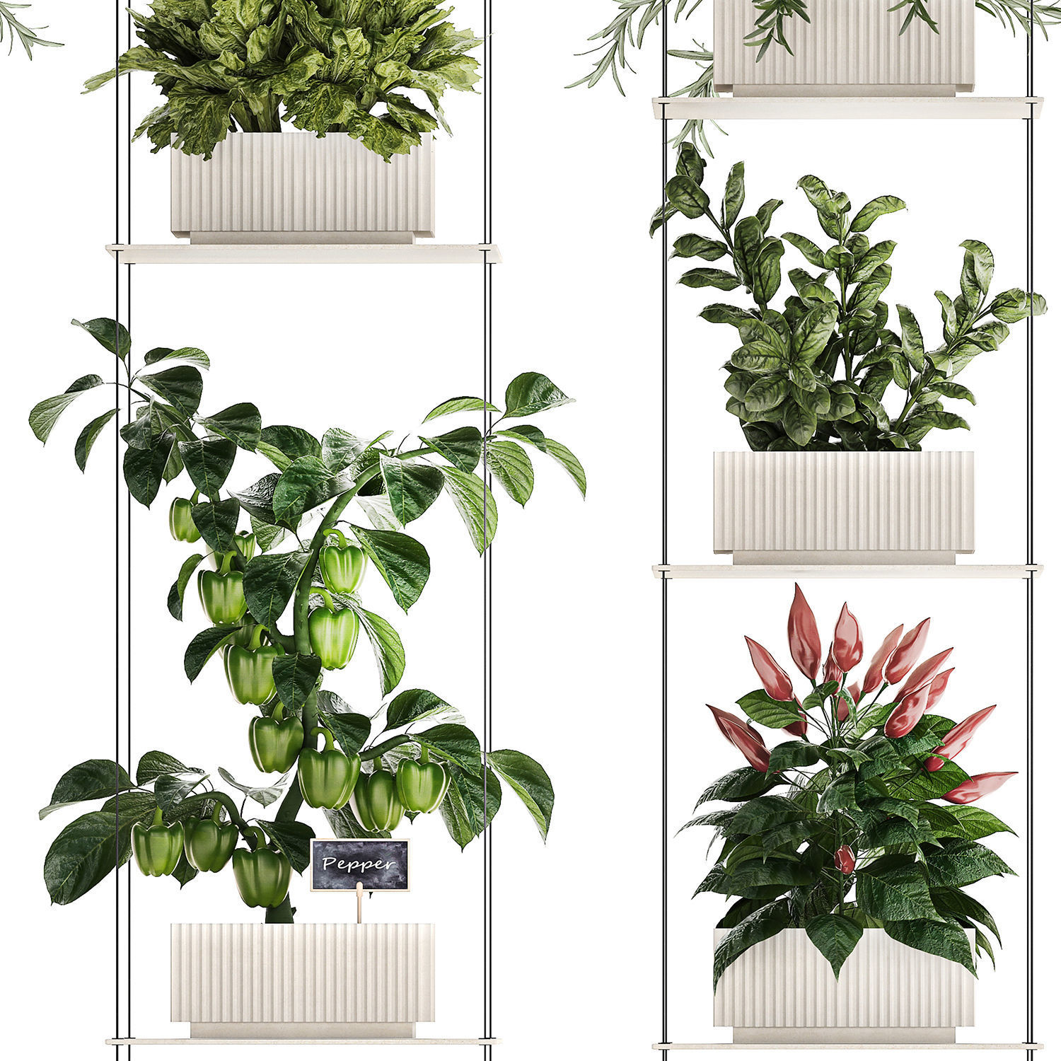 Mini kitchen garden Rosemary Basil vegetables pepper tomato 3D model_12