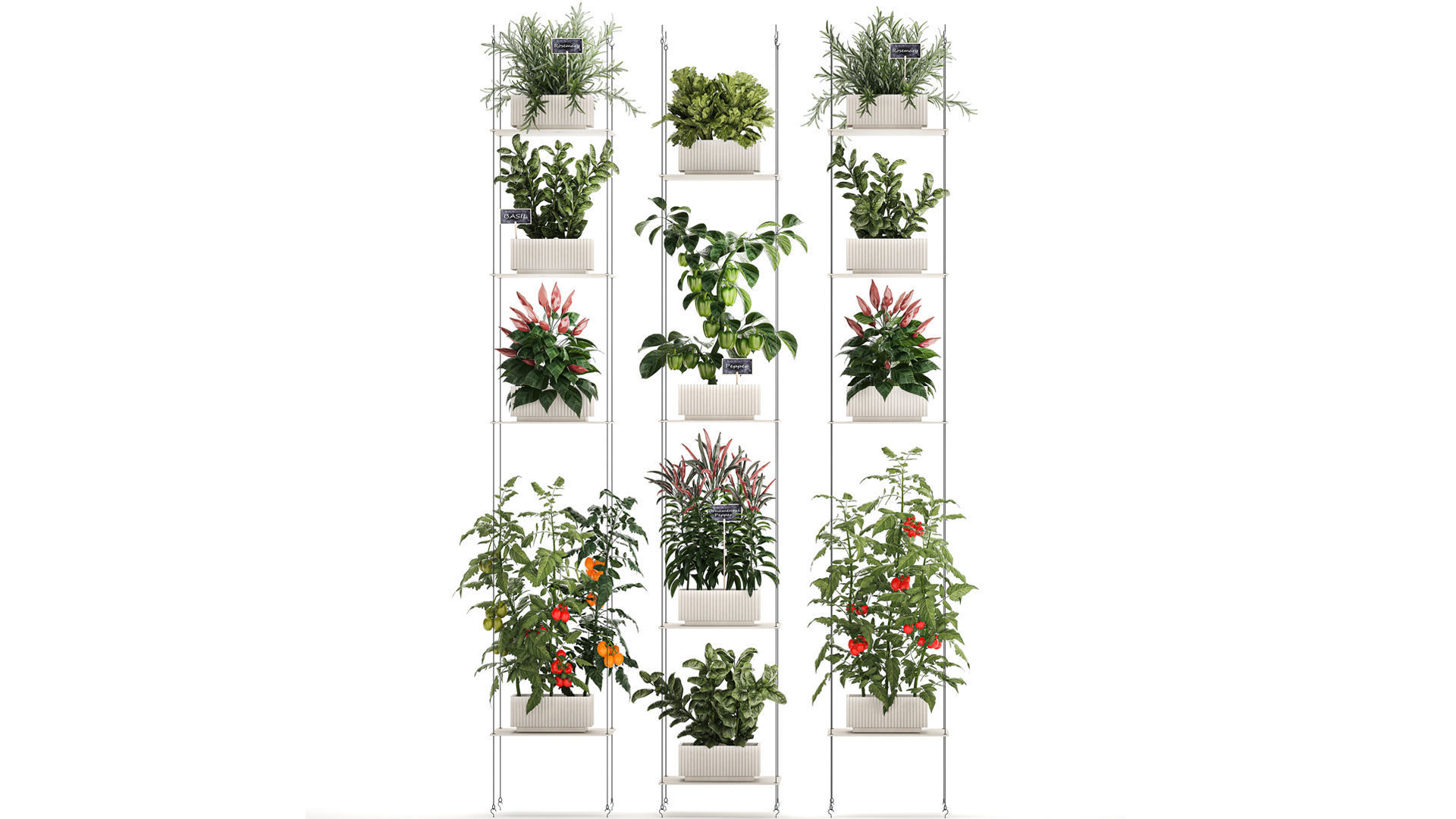 Mini kitchen garden Rosemary Basil vegetables pepper tomato 3D model_1