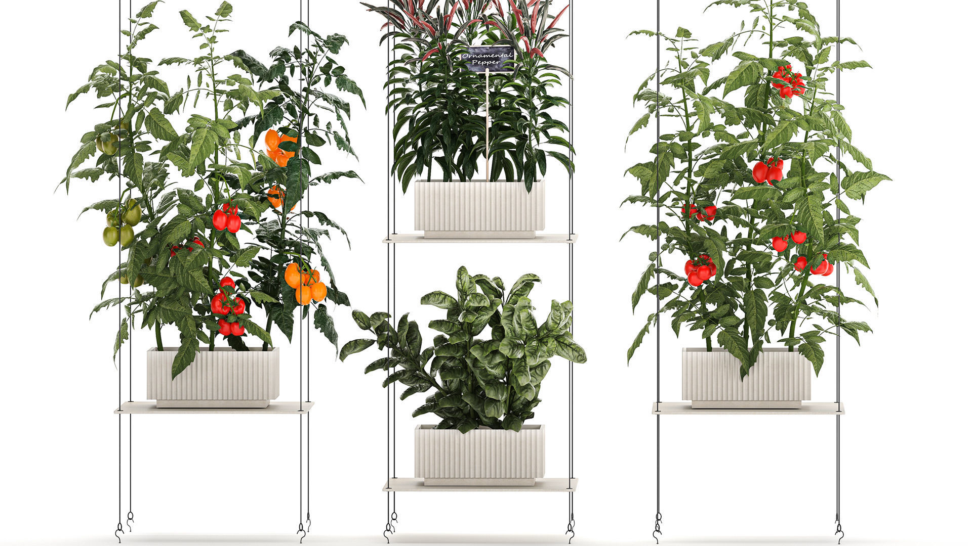 Mini kitchen garden Rosemary Basil vegetables pepper tomato 3D model_3