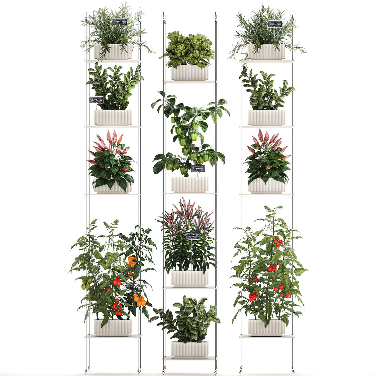 Mini kitchen garden Rosemary Basil vegetables pepper tomato 3D model_8