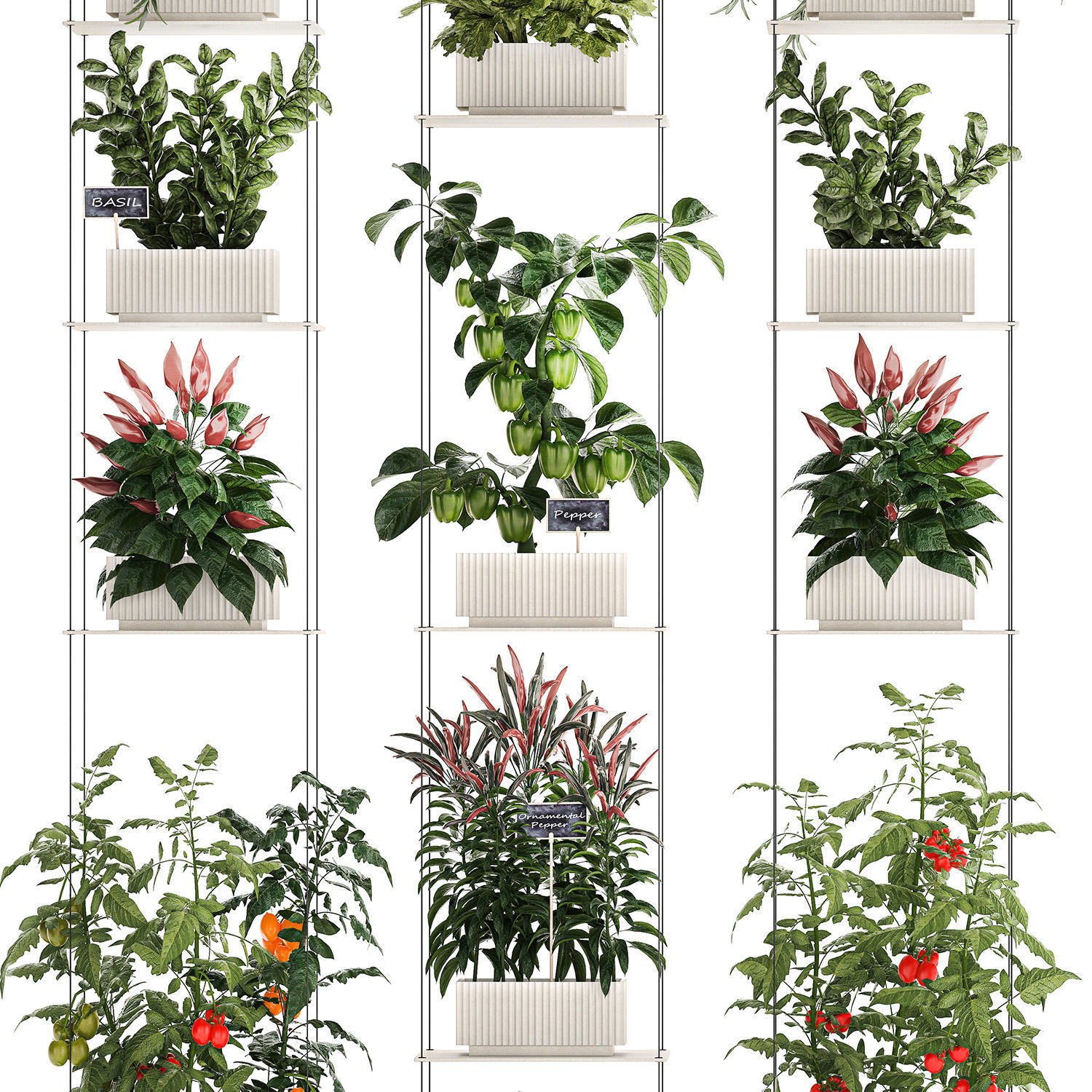 Mini kitchen garden Rosemary Basil vegetables pepper tomato 3D model_11