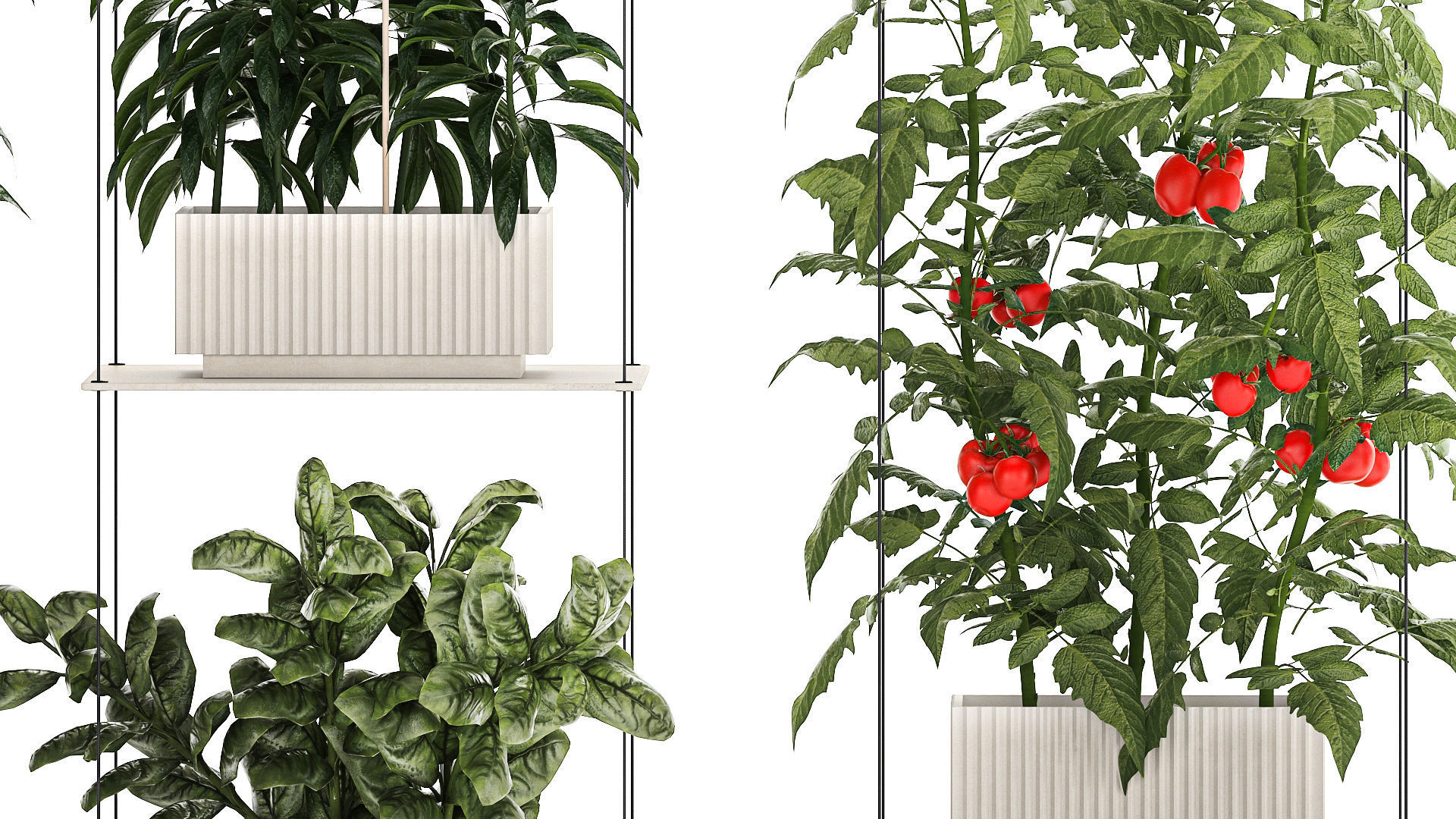 Mini kitchen garden Rosemary Basil vegetables pepper tomato 3D model_5