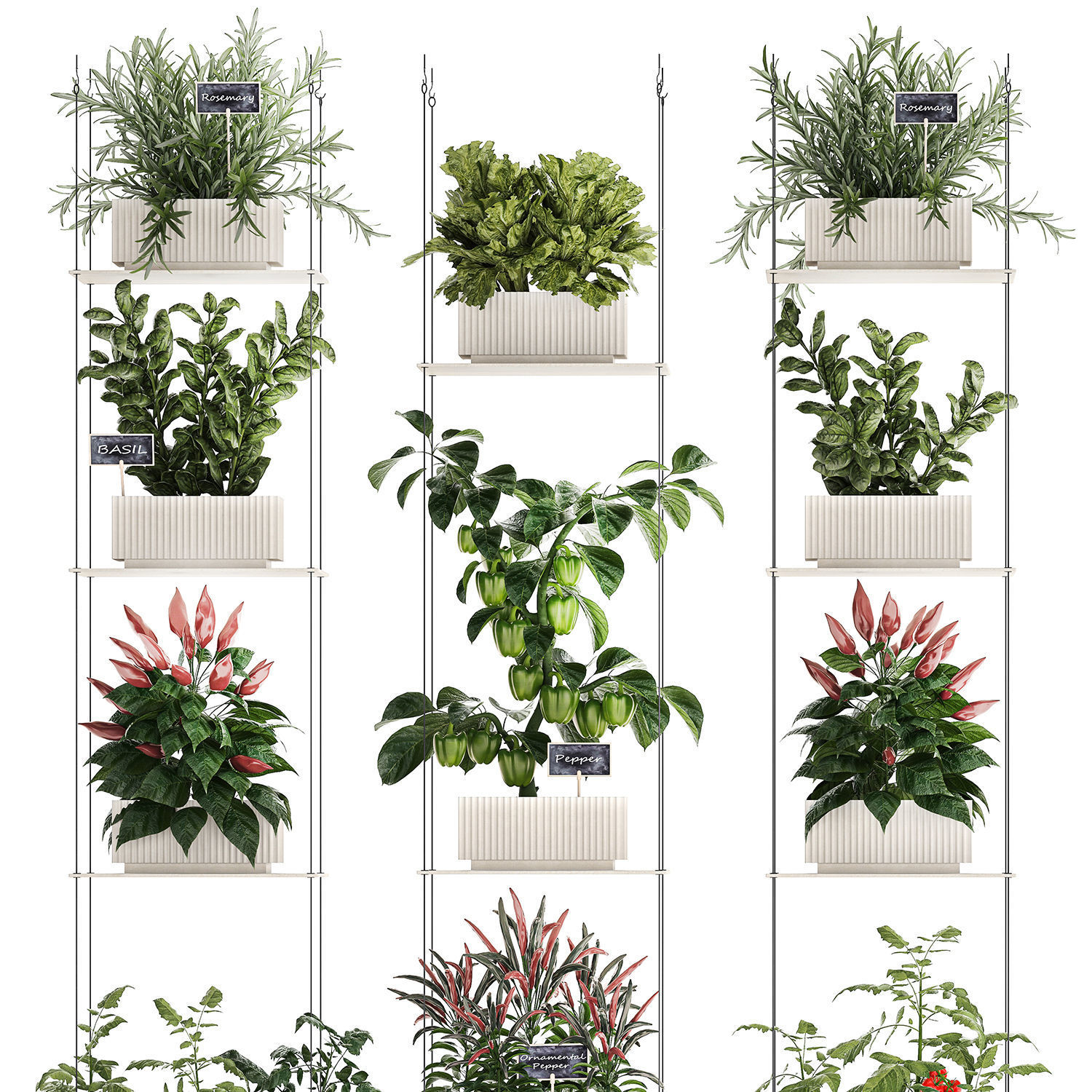 Mini kitchen garden Rosemary Basil vegetables pepper tomato 3D model_9