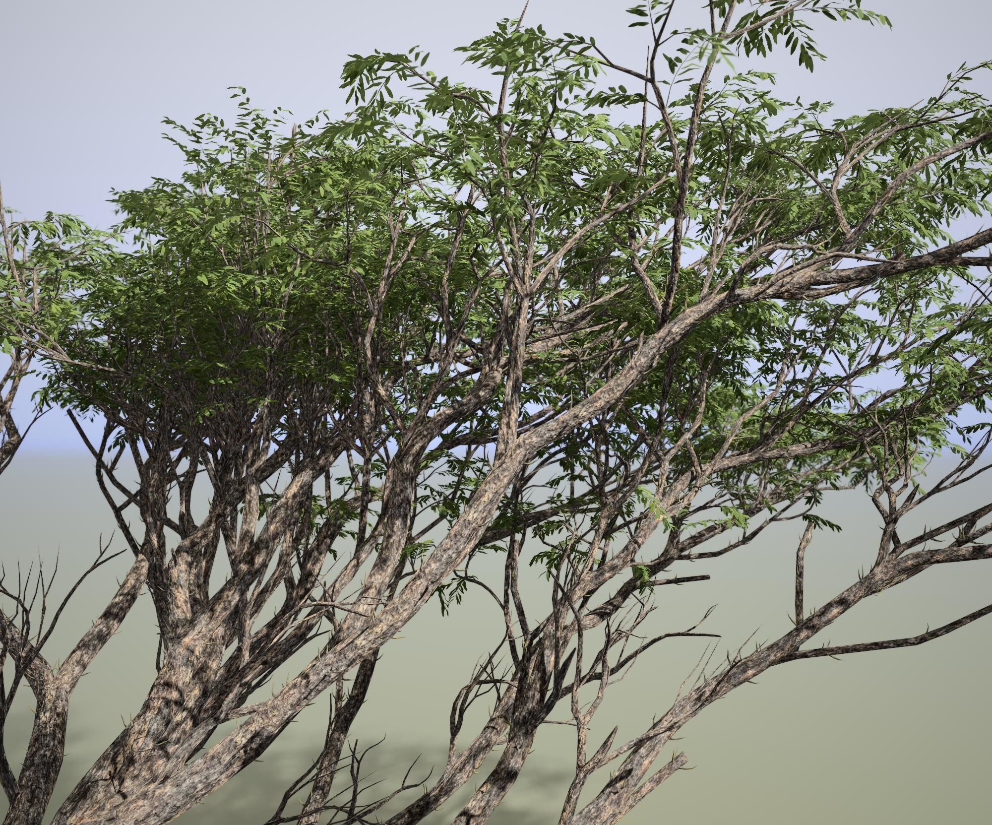 Acacia tree 3D model_4