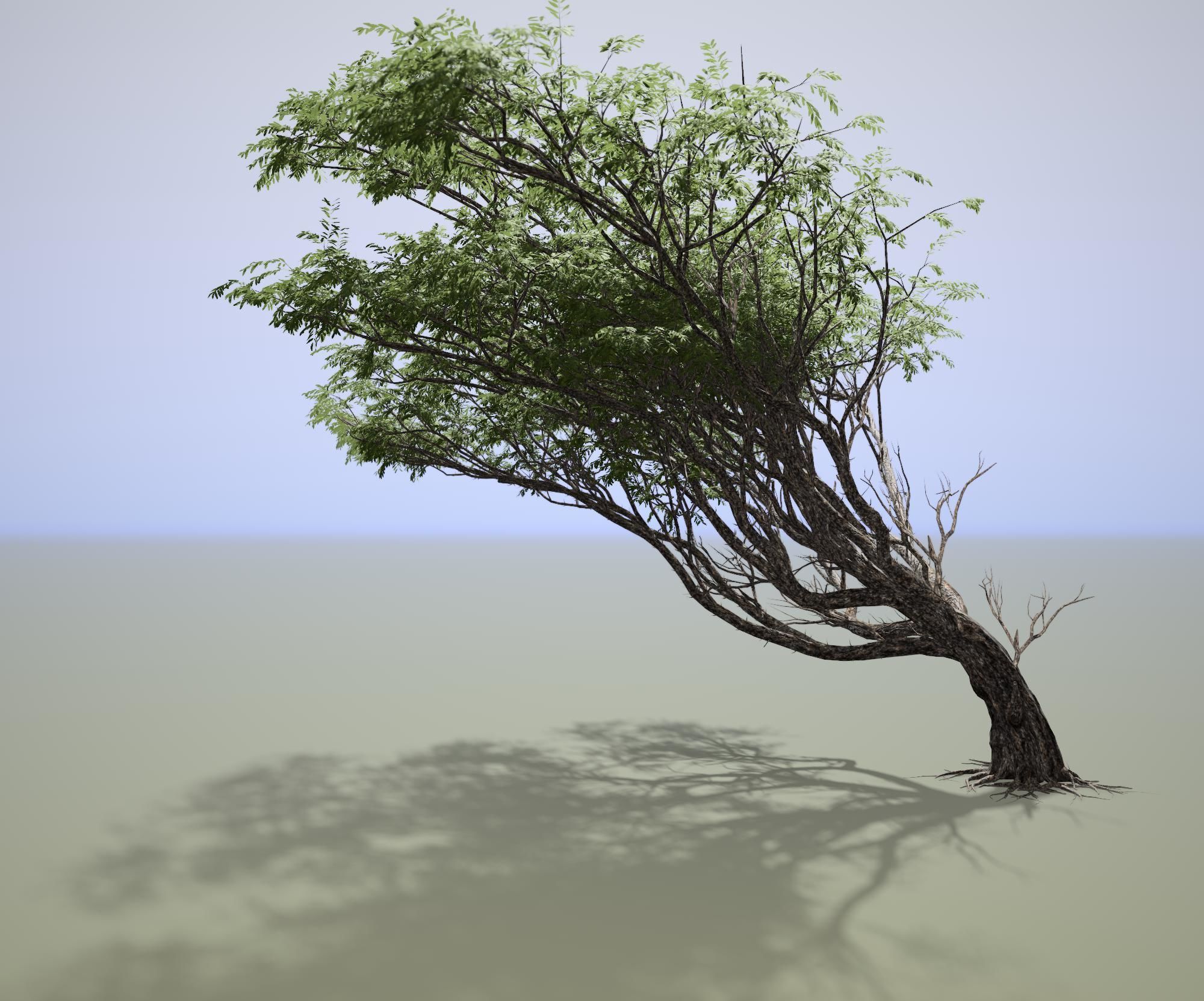 Acacia tree 3D model_2