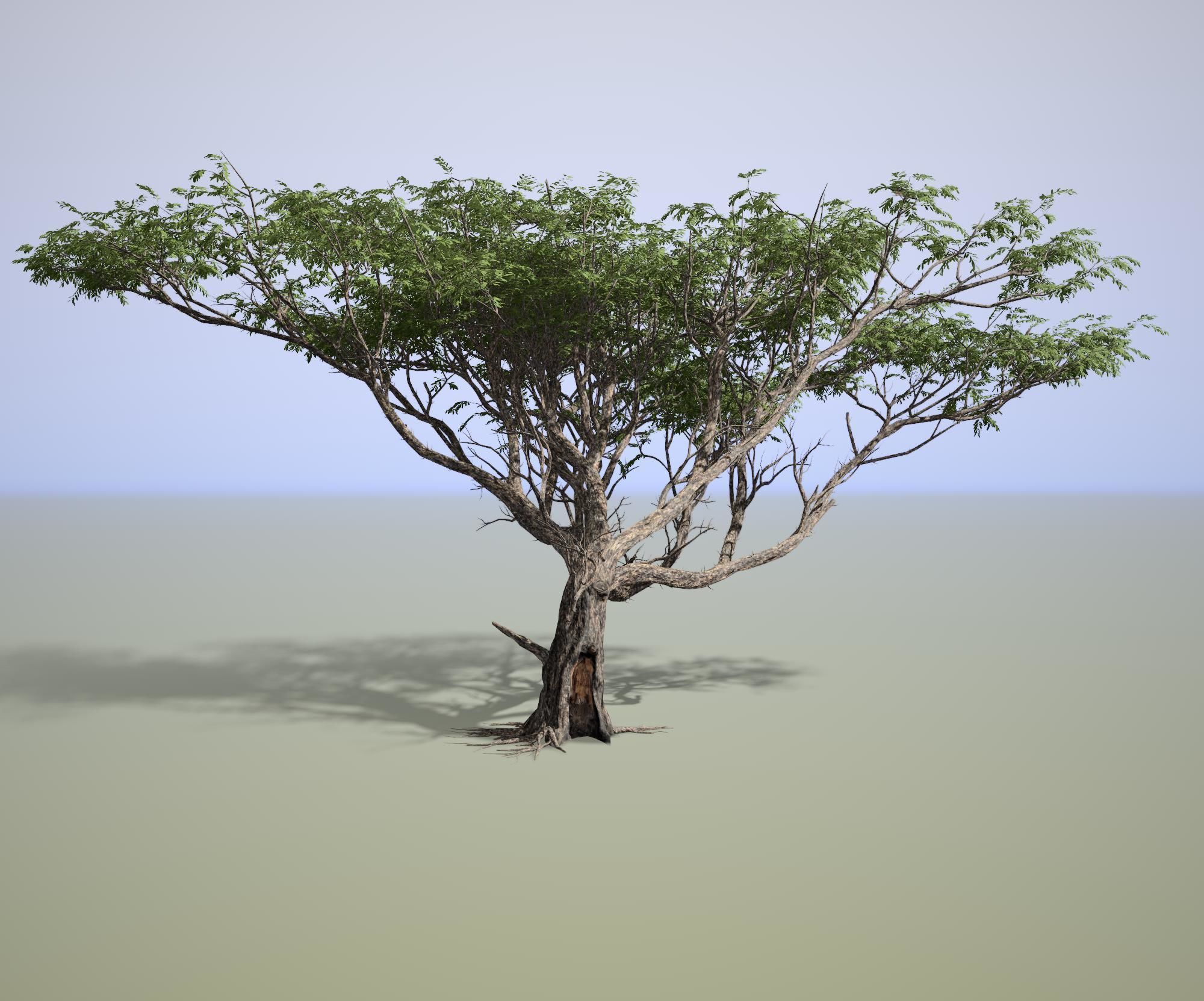 Acacia tree 3D model_1