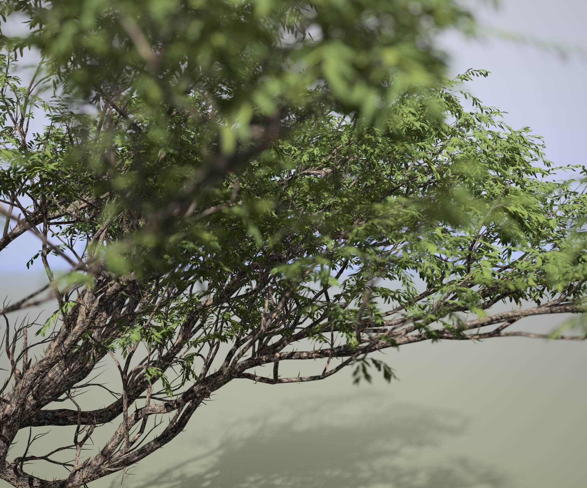 Acacia tree 3D model_3