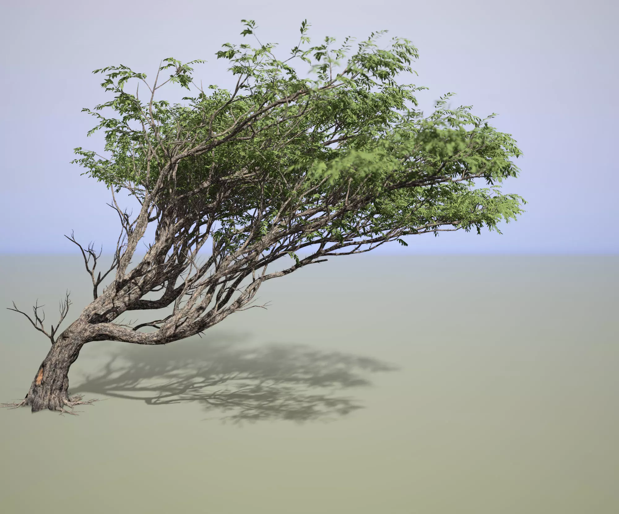 Acacia tree 3D model_0