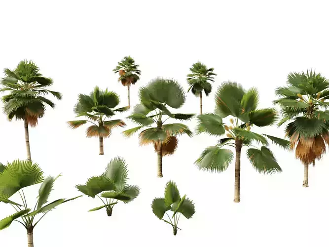 Pritchardia pacifica - Fiji Fan Palm 3D model