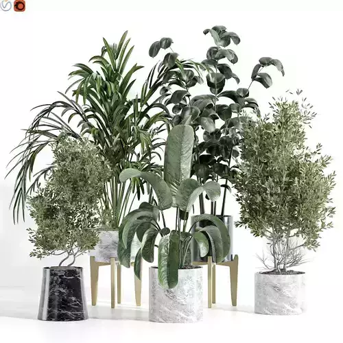 Indoor plants 46