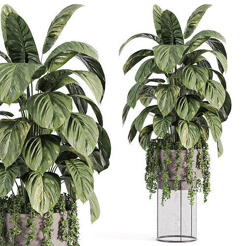 indoor-plants-in-vase-017 3D model