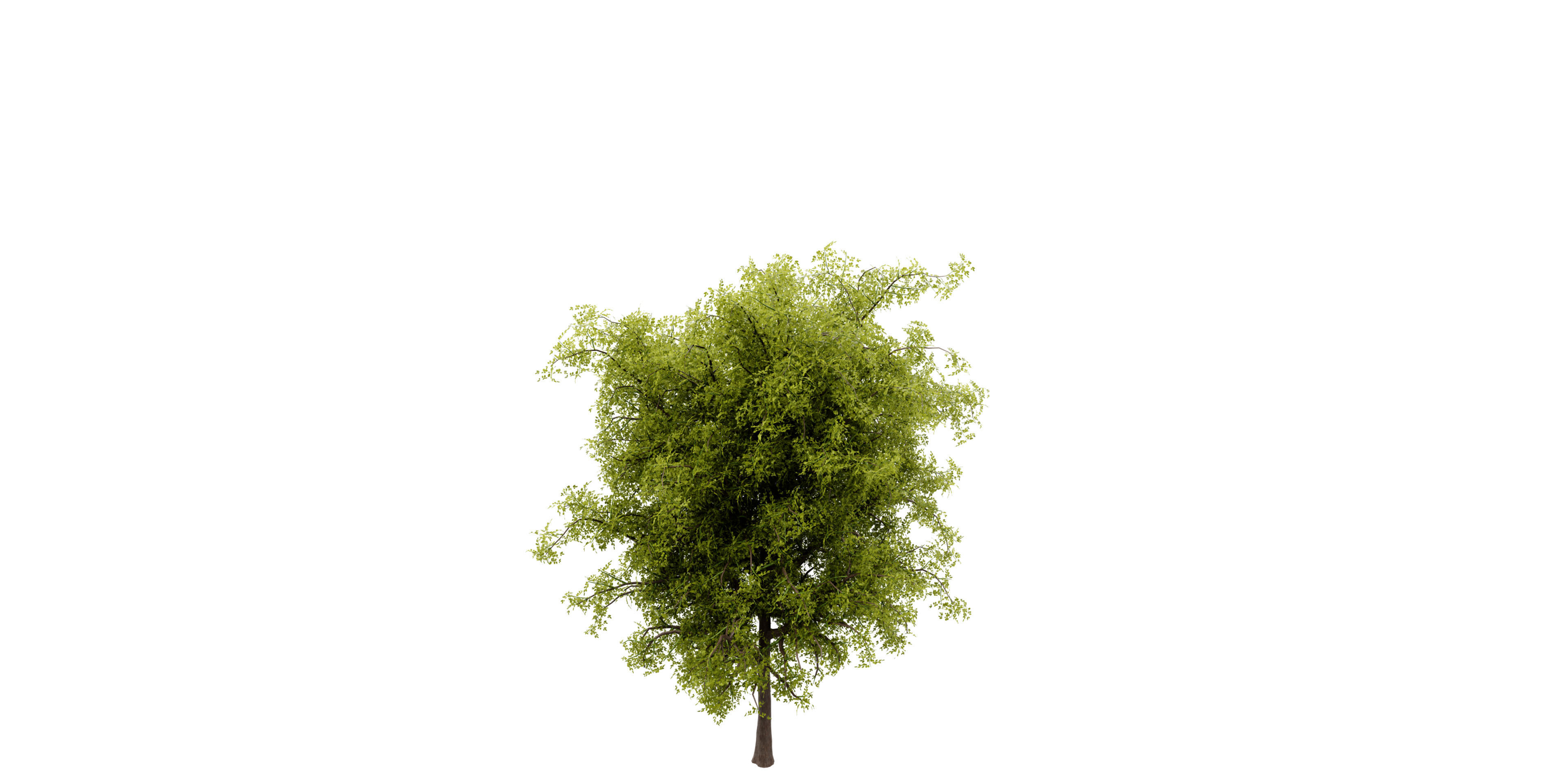 Collection plant vol 535 - blender model  3D model_5