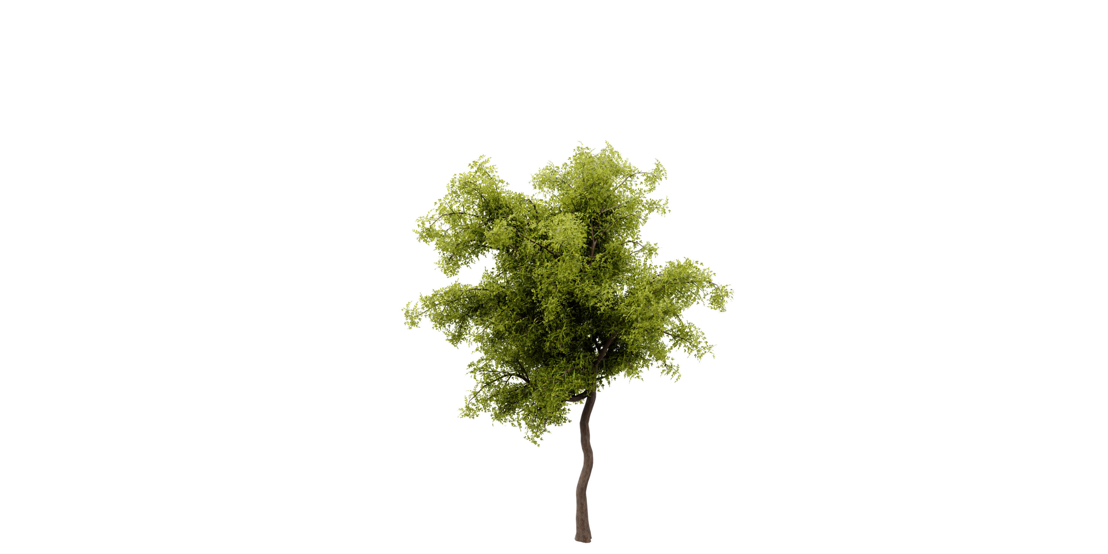 Collection plant vol 535 - blender model  3D model_4