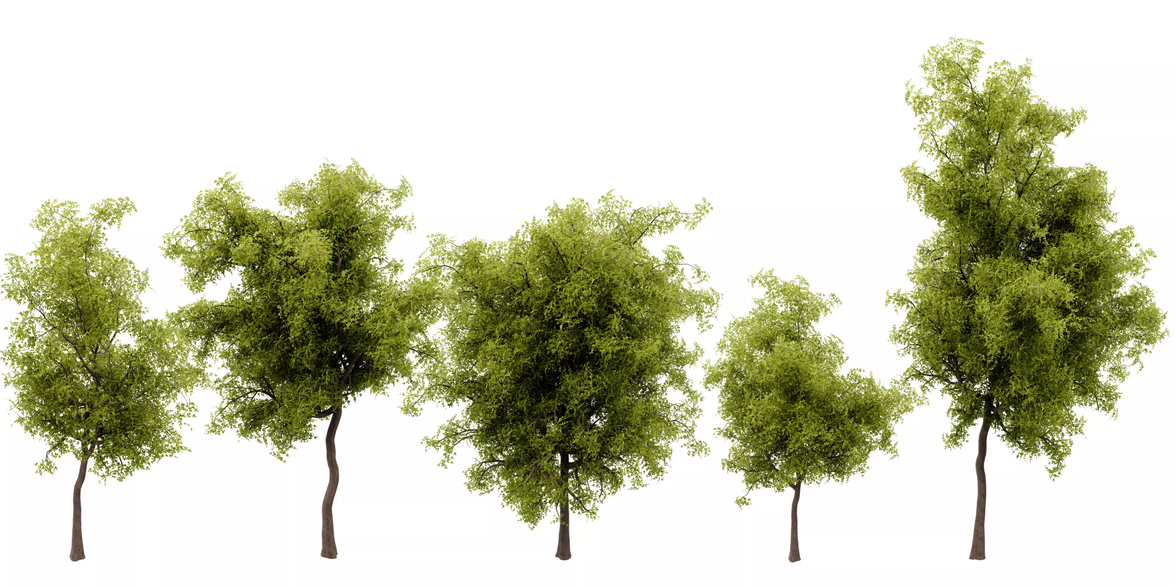 Collection plant vol 535 - blender model  3D model_0