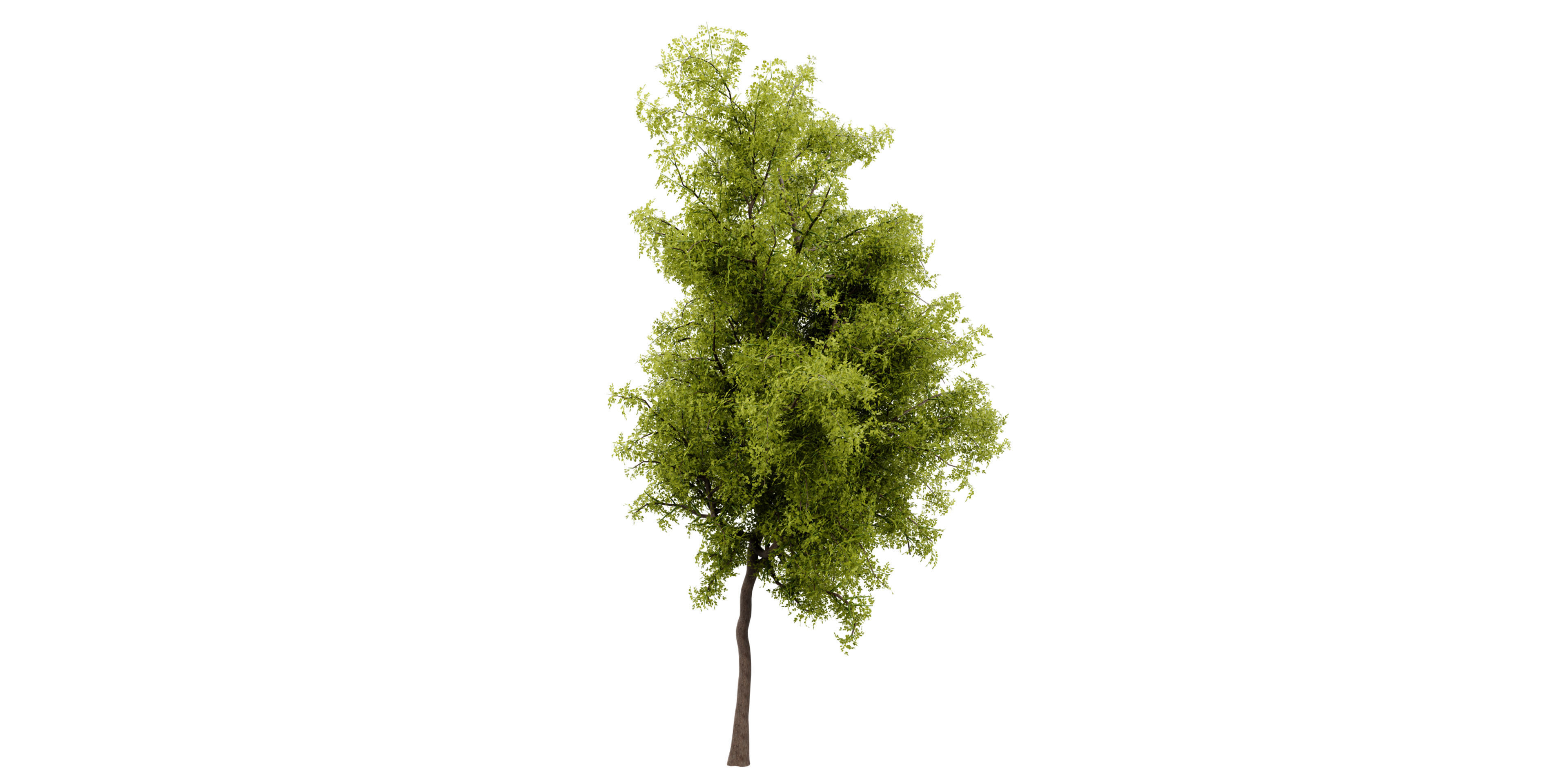 Collection plant vol 535 - blender model  3D model_1