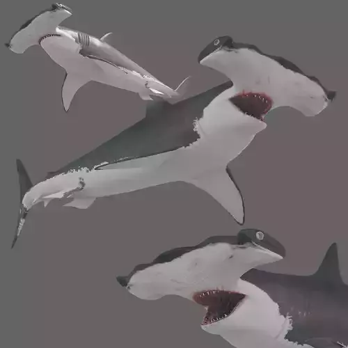 Hammerhead Shark 8K- 3d animated 3D model