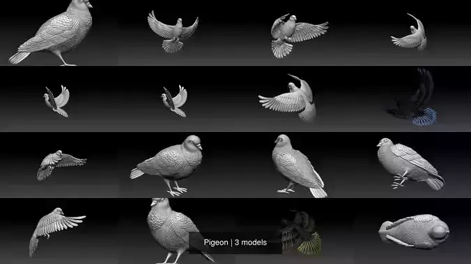 Pigeon 3D Model Collection