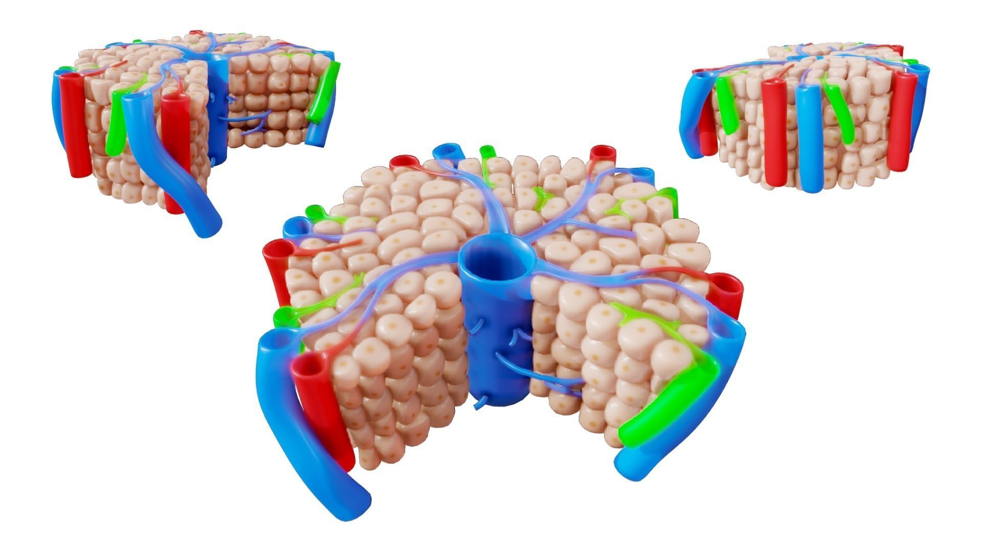 Hepatic Lobule Anatomy 3D model_1