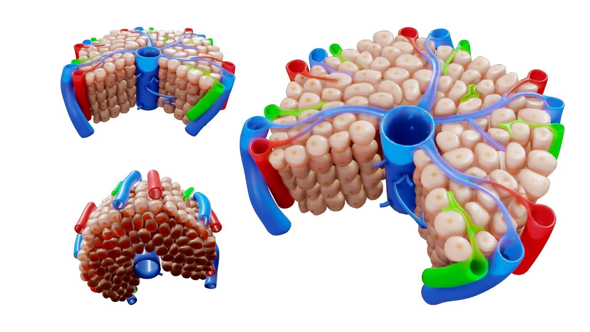 Hepatic Lobule Anatomy 3D model_3