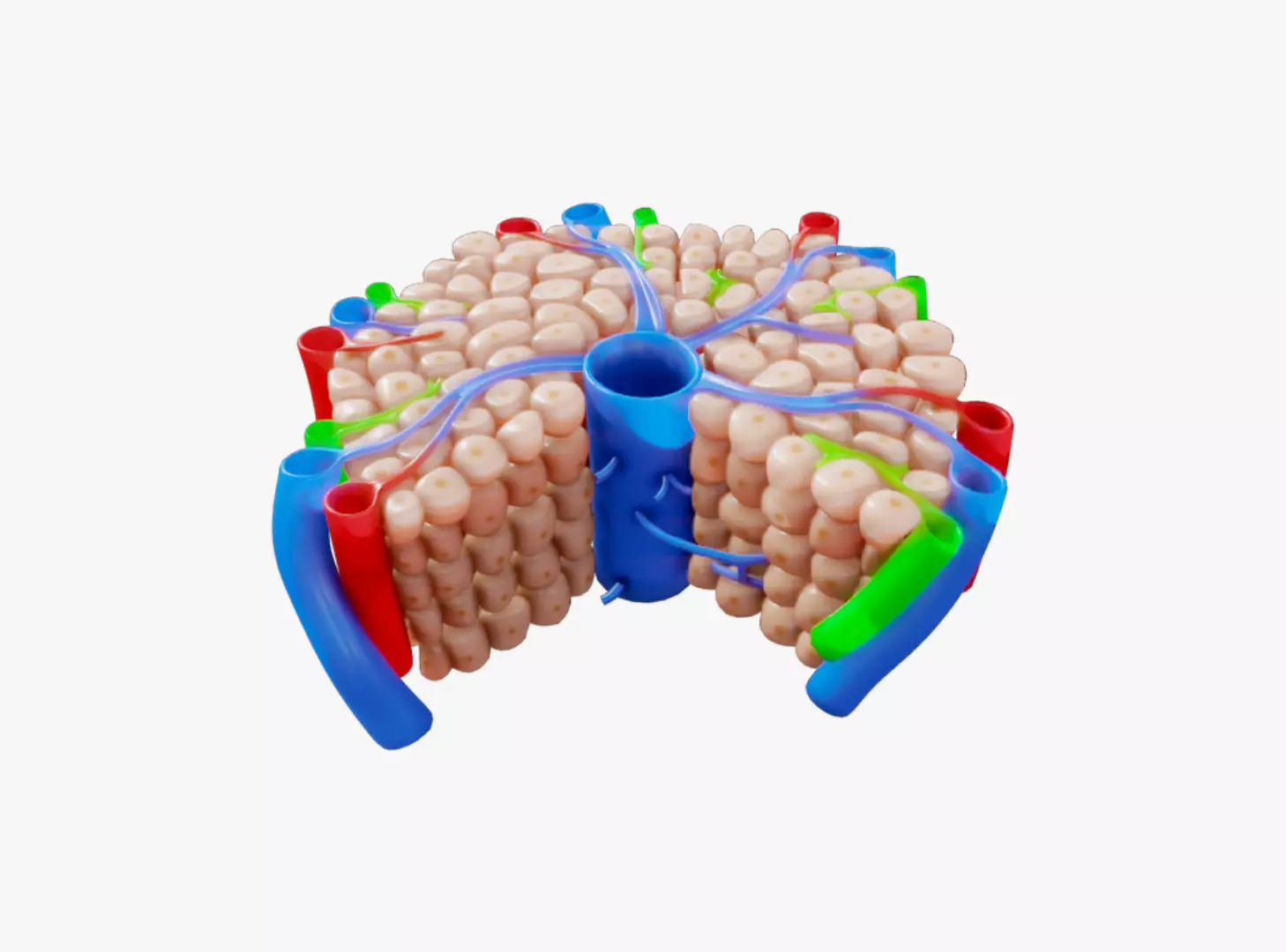 Hepatic Lobule Anatomy 3D model_0