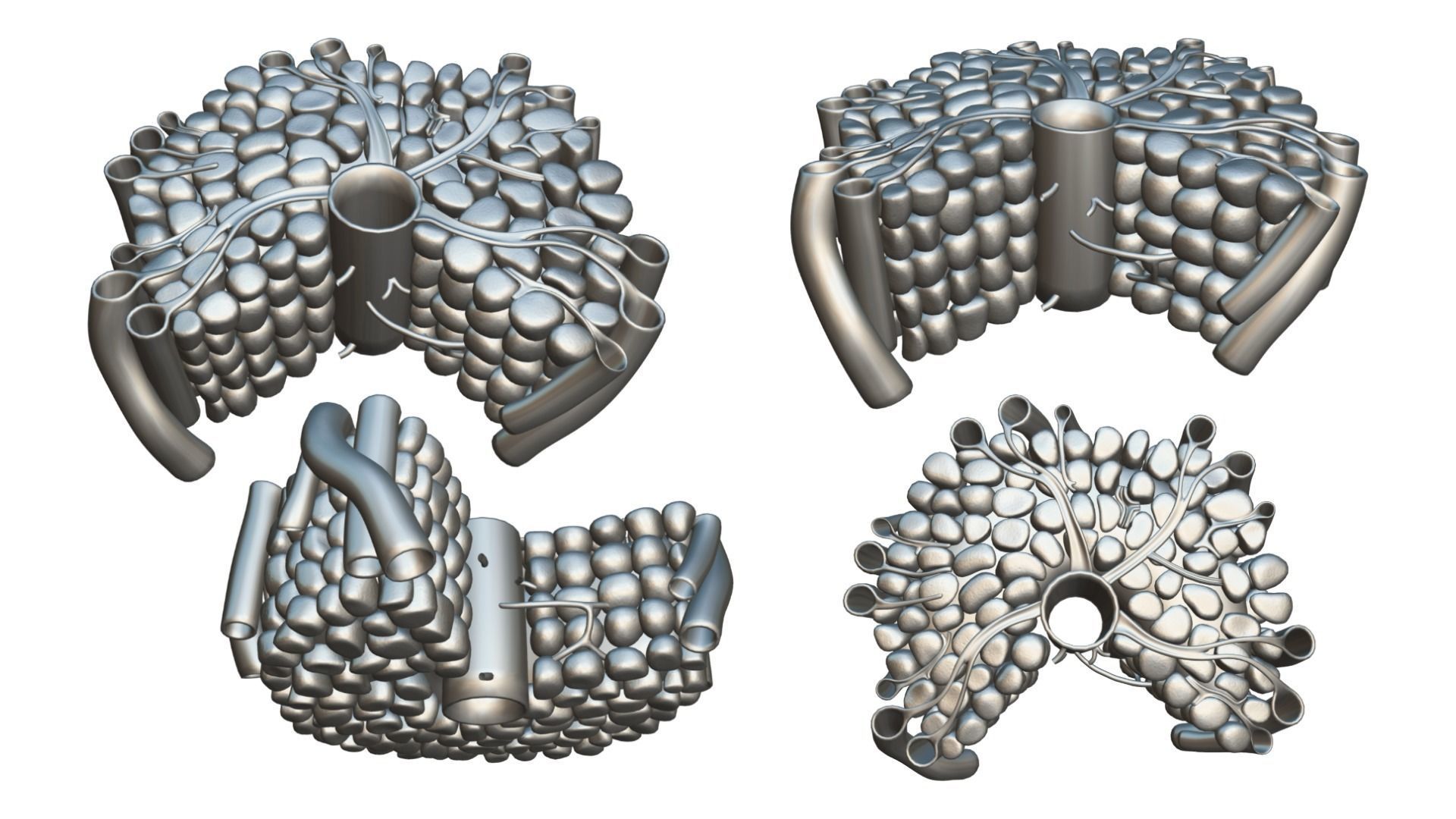 Hepatic Lobule Anatomy 3D model_4