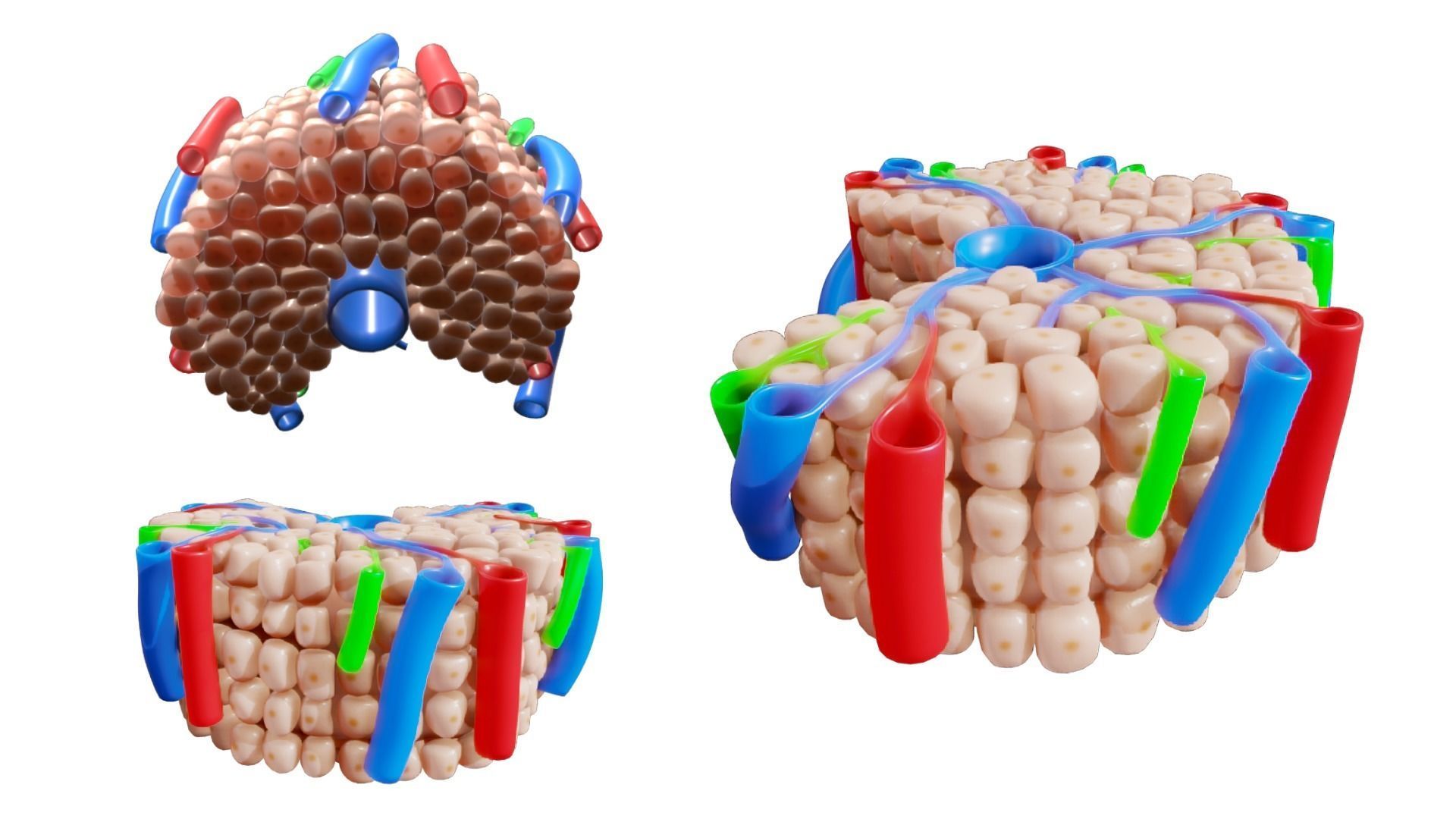 Hepatic Lobule Anatomy 3D model_2