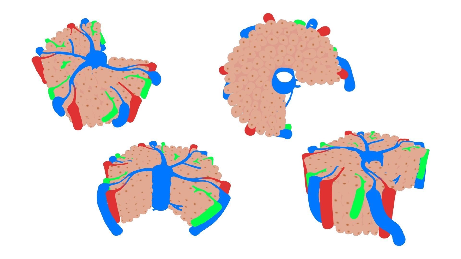 Hepatic Lobule Anatomy 3D model_5