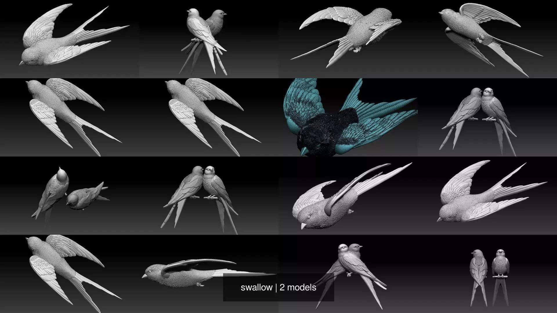 swallow 3D Model Collection_0