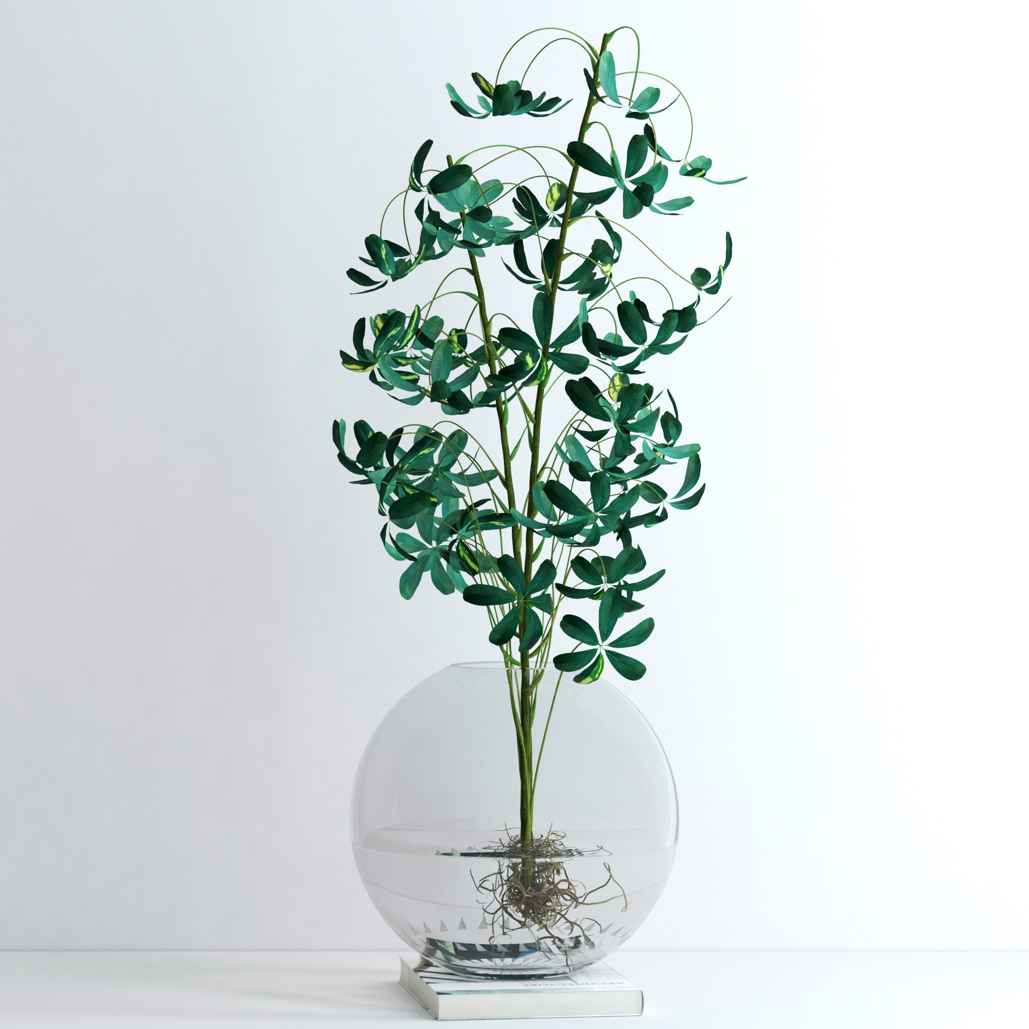 Schefflera Double 3D model_4