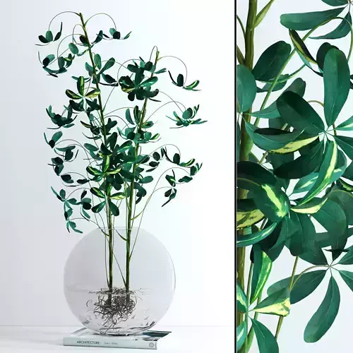 Schefflera Double 3D model