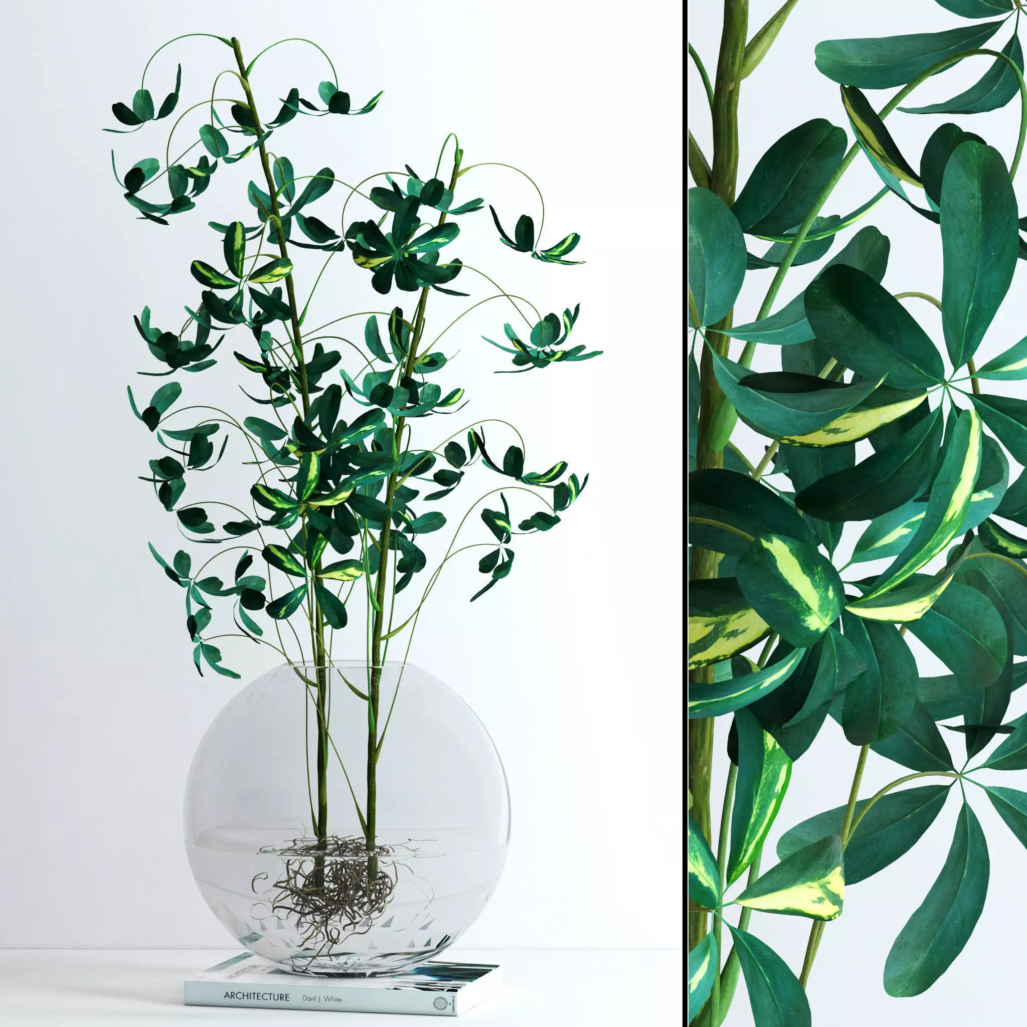 Schefflera Double 3D model_0