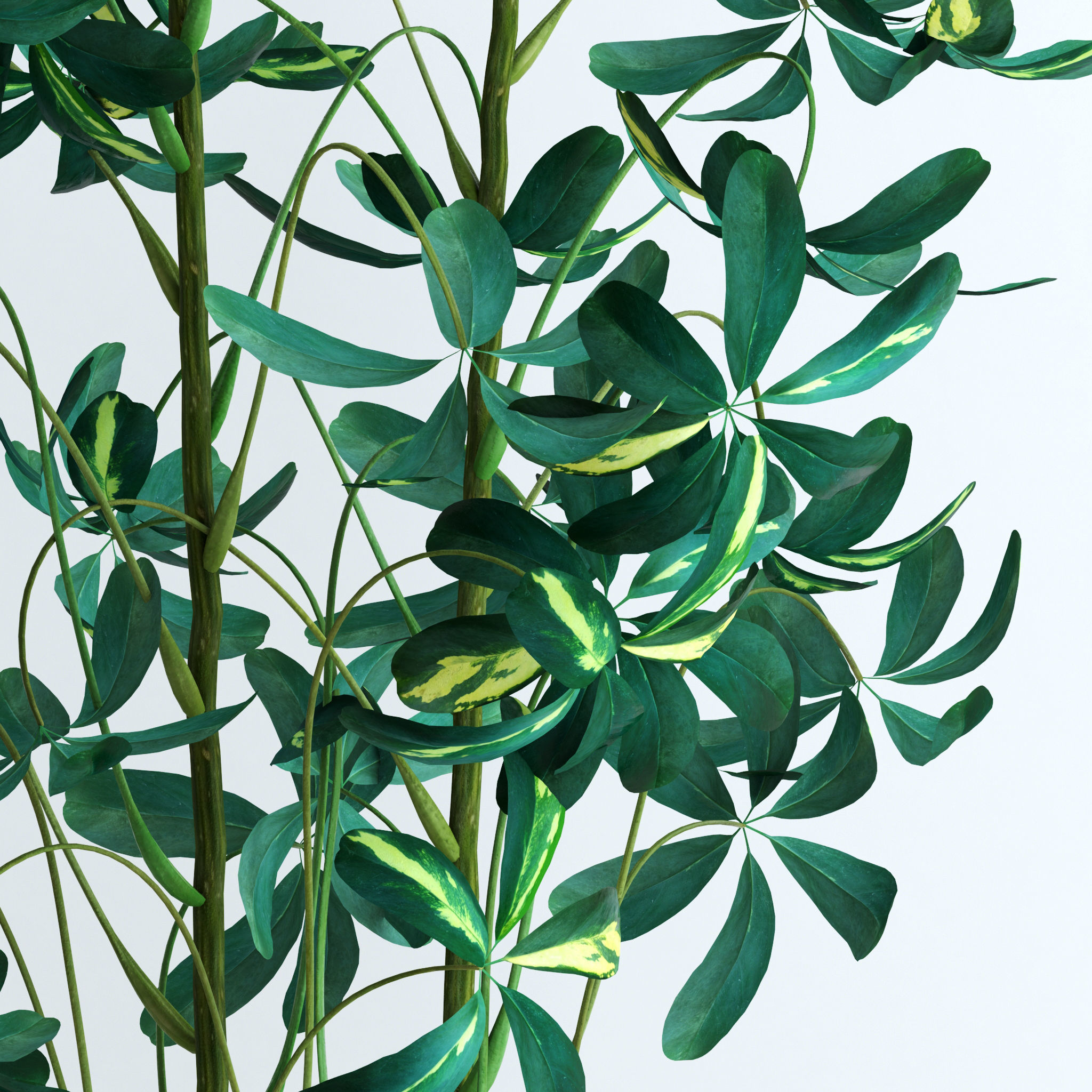 Schefflera Double 3D model_8