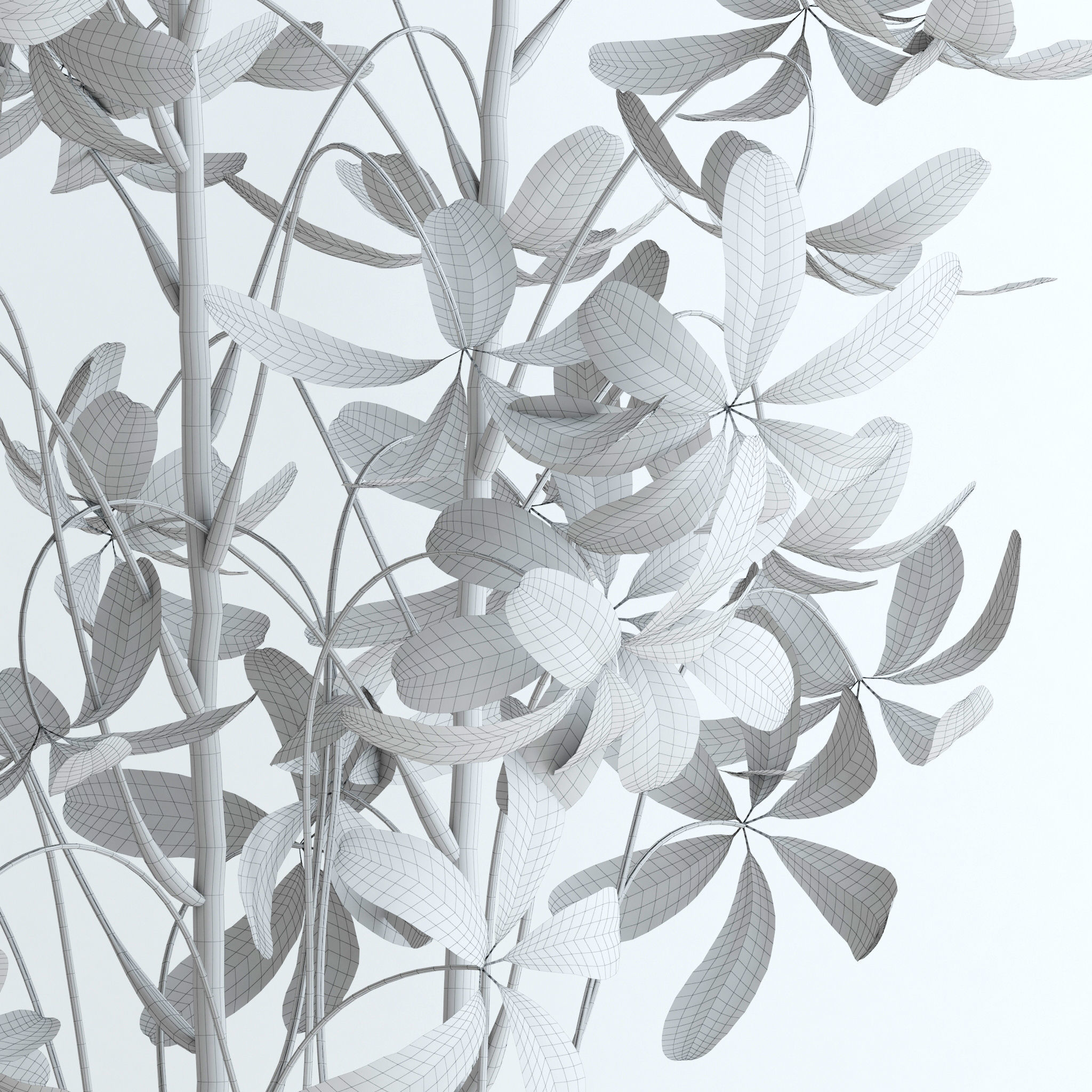 Schefflera Double 3D model_9