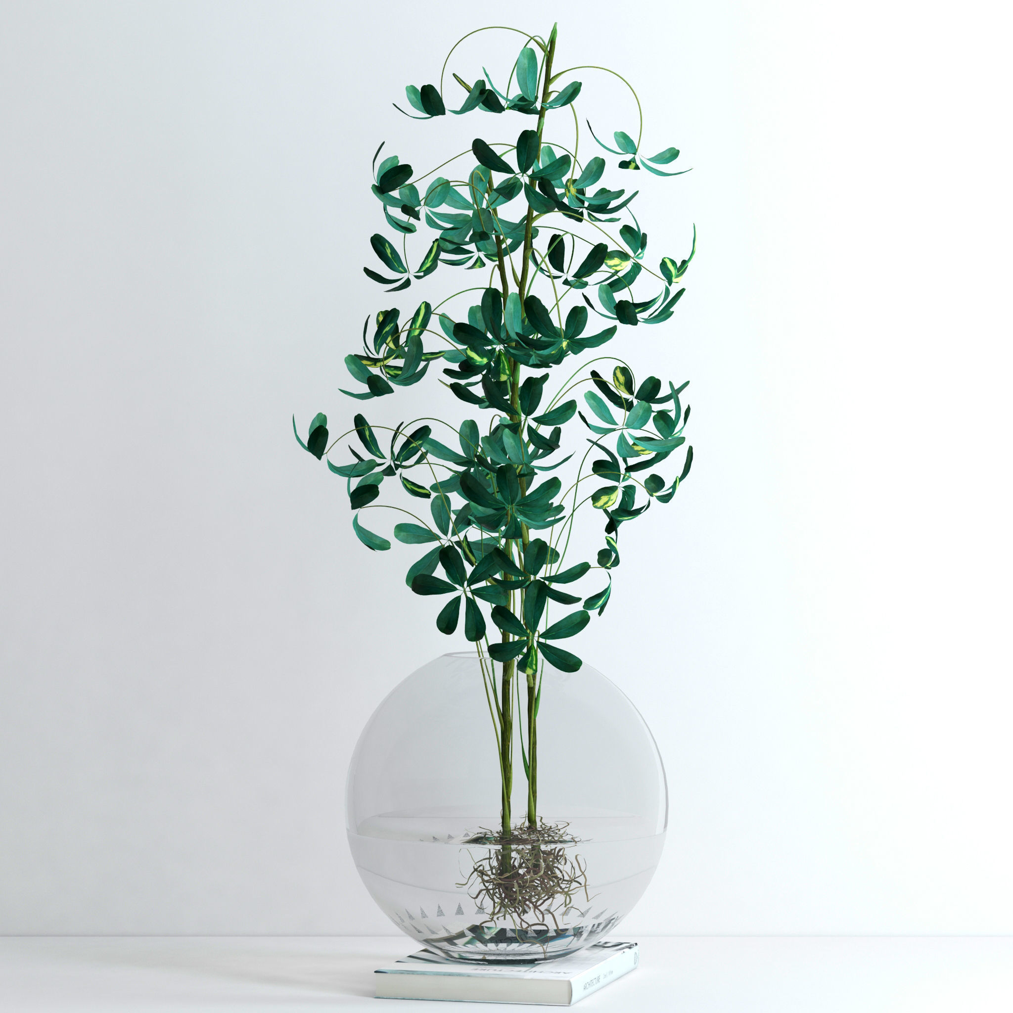 Schefflera Double 3D model_5