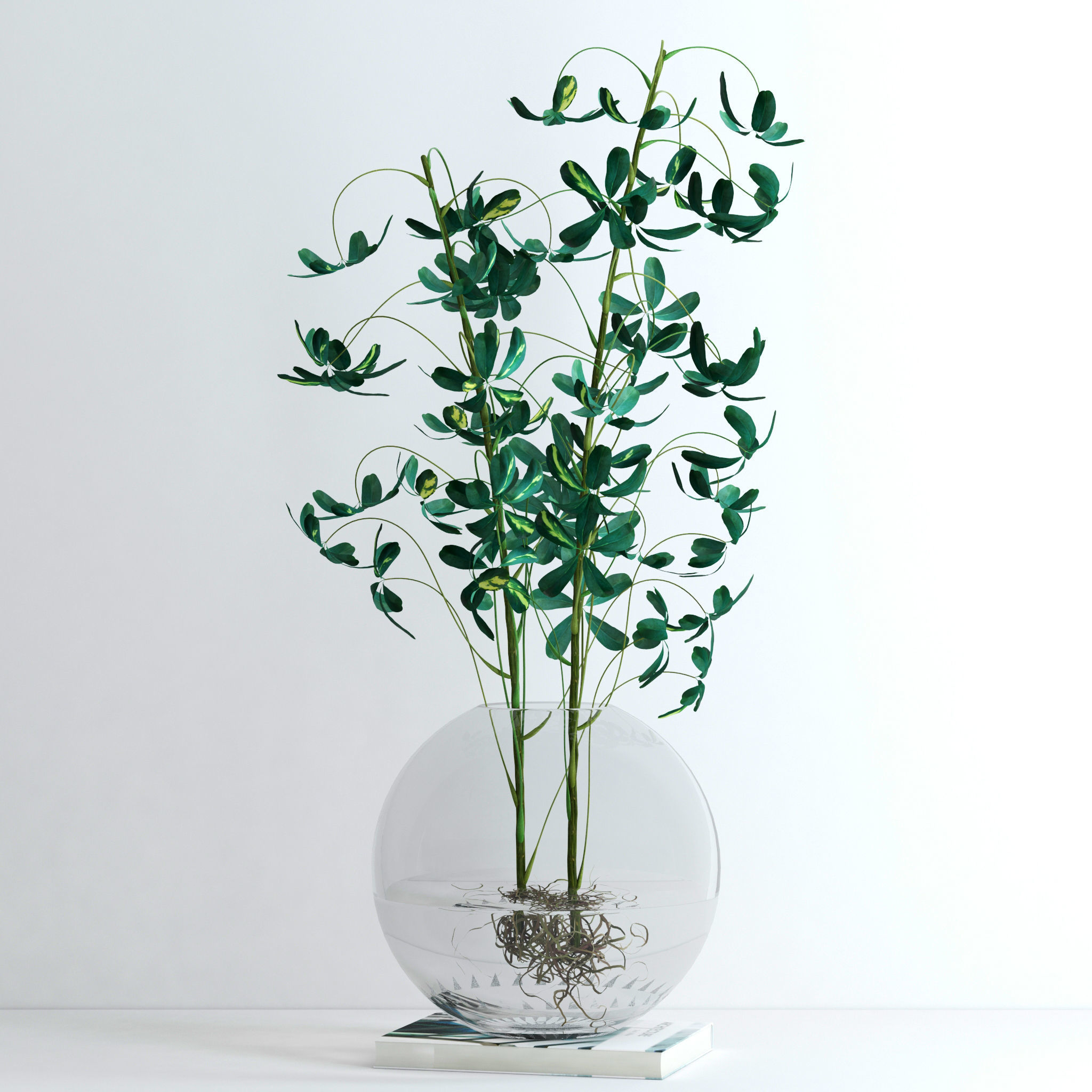Schefflera Double 3D model_3