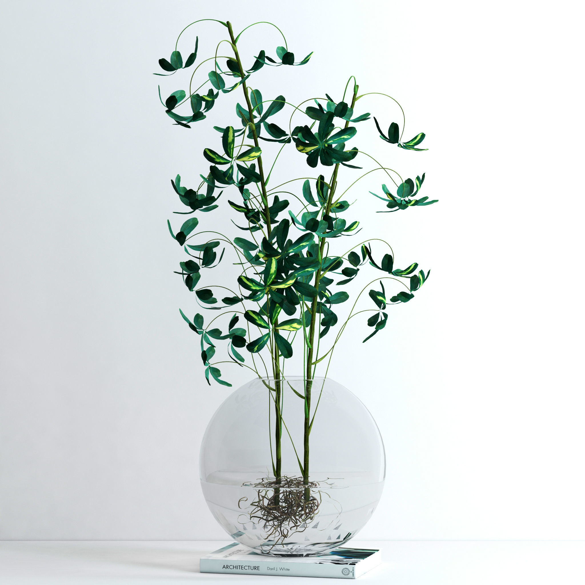 Schefflera Double 3D model_1