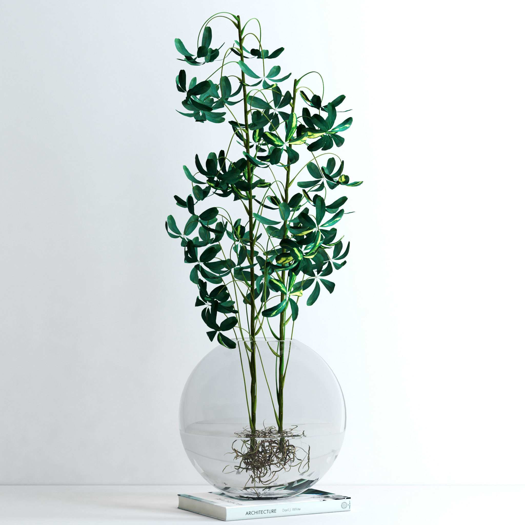 Schefflera Double 3D model_6