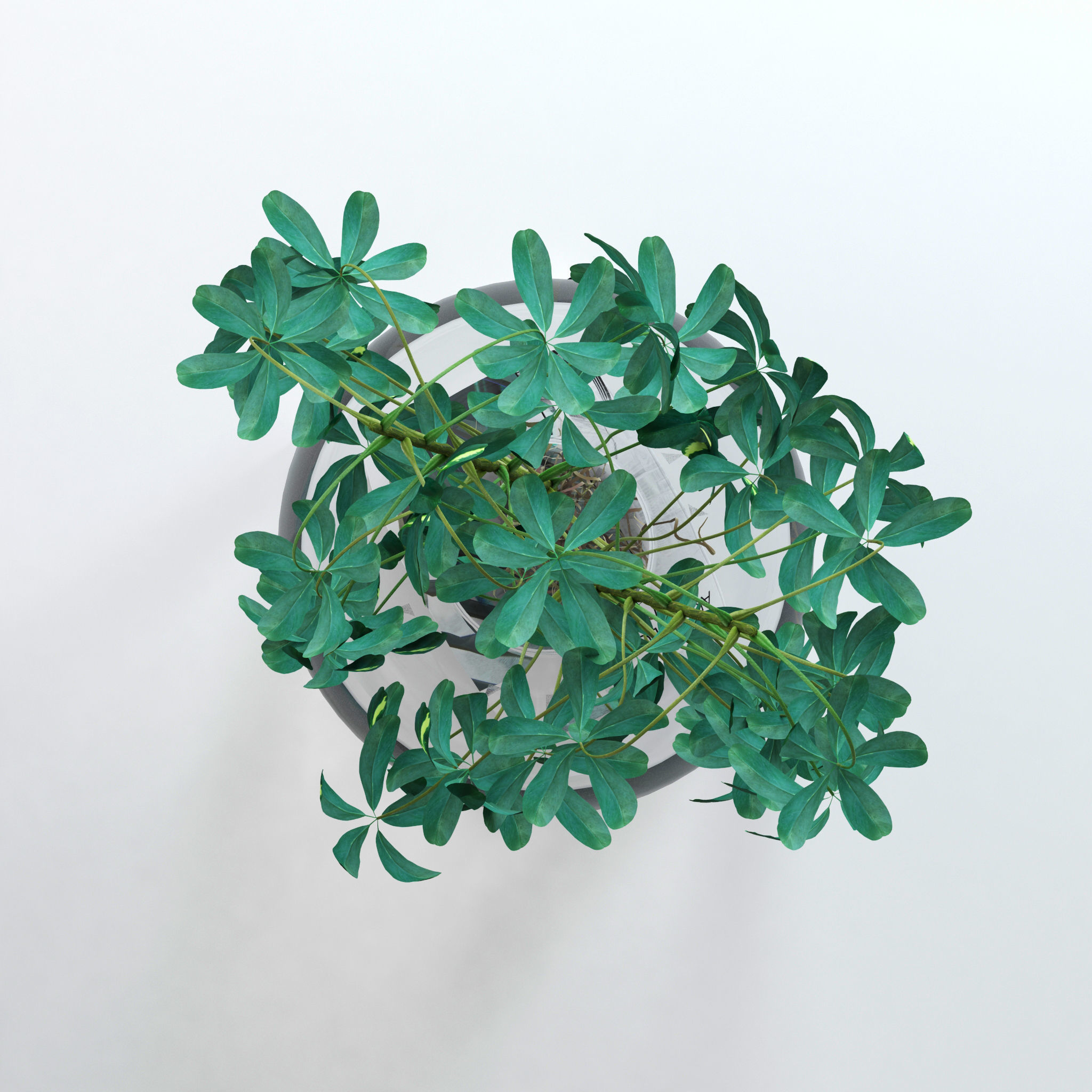 Schefflera Double 3D model_7