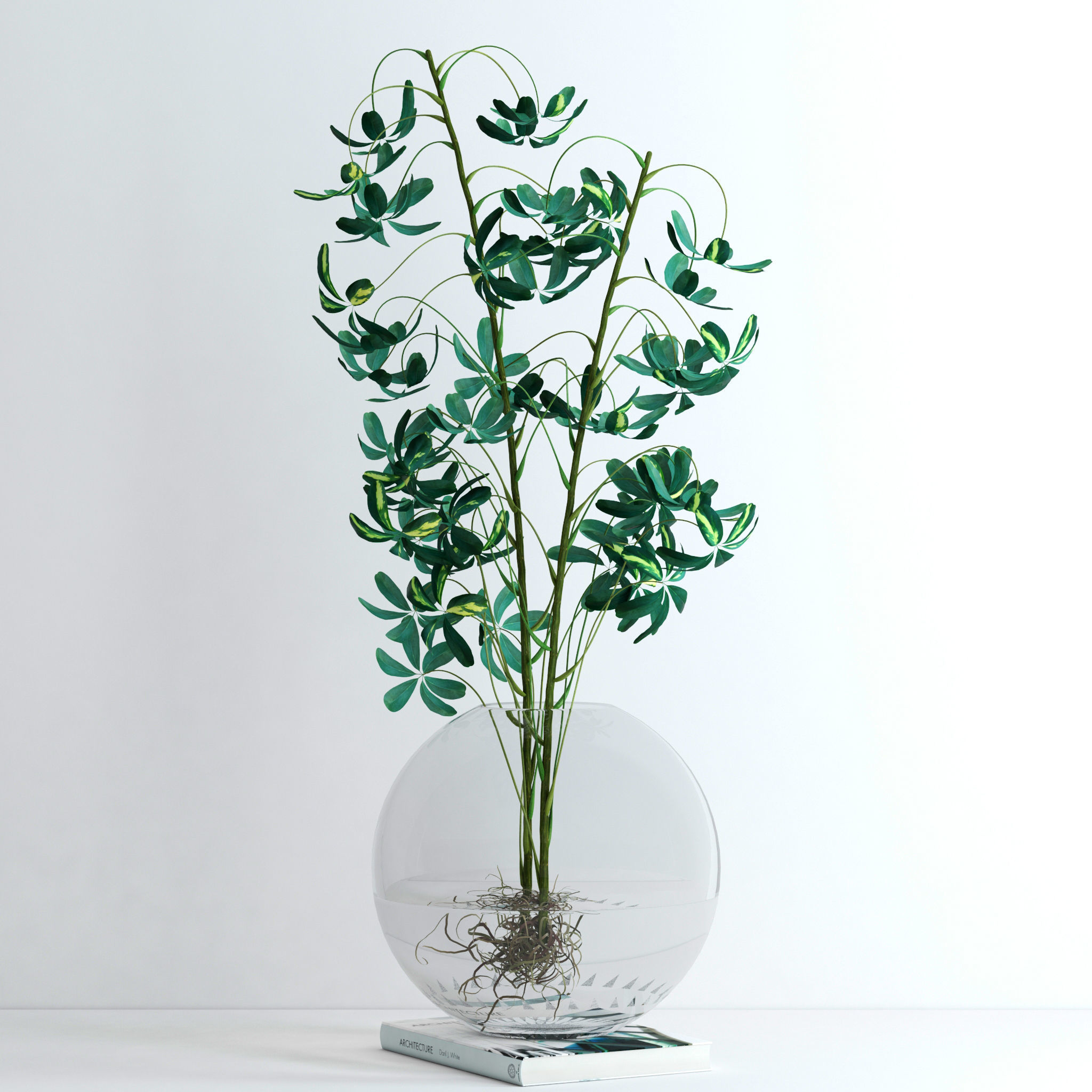 Schefflera Double 3D model_2