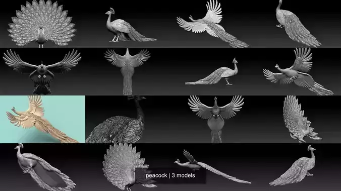 peacock 3D Model Collection