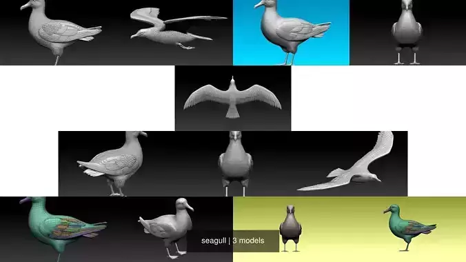 seagull 3D Model Collection
