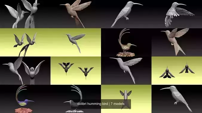 colibri humming bird 3D Model Collection