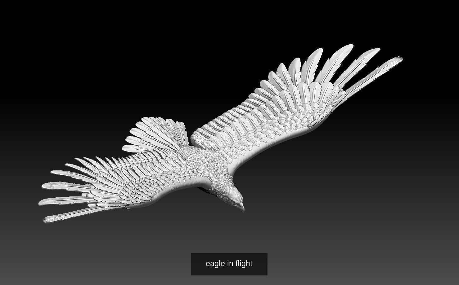 eagles 3D Model Collection_1
