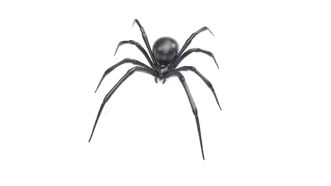 Black Widow Spider