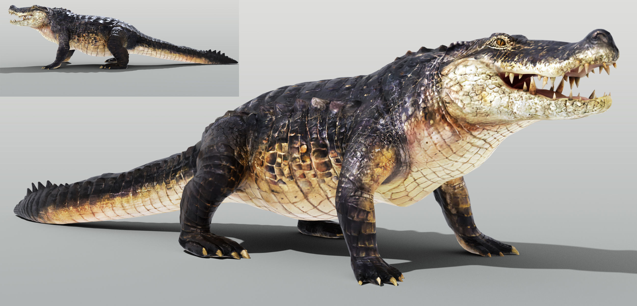 Realistic Crocodile Rigged Low-poly 3D model_3