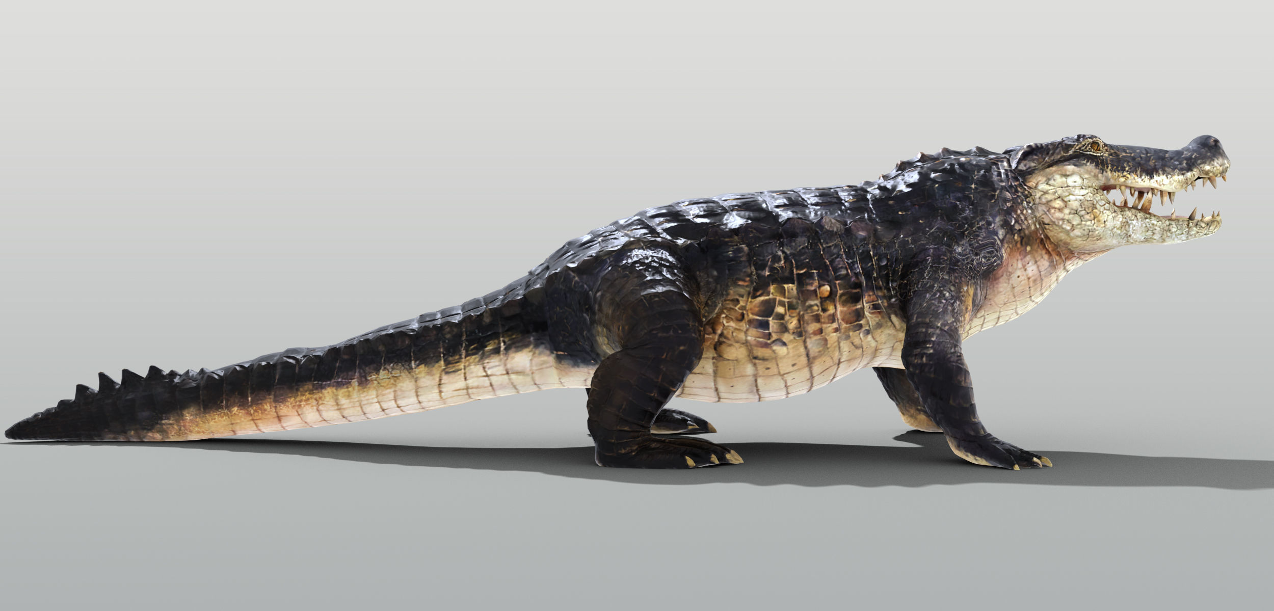 Realistic Crocodile Rigged Low-poly 3D model_2