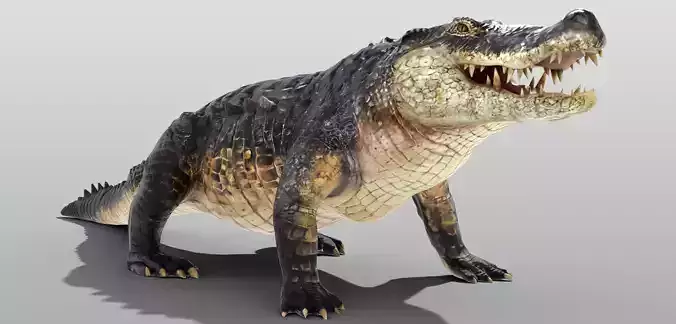 Realistic Crocodile Rigged Low-poly 3D model