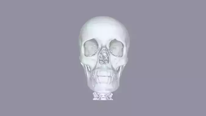 SKULL  HUMAN SKULL ANOTOMICAL SKULL MODEL