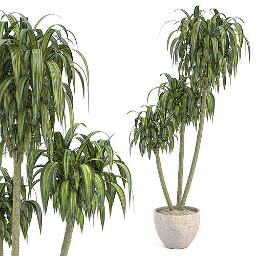 Palm Indoor Plant 01 3D model
